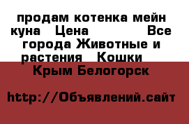 продам котенка мейн-куна › Цена ­ 35 000 - Все города Животные и растения » Кошки   . Крым,Белогорск